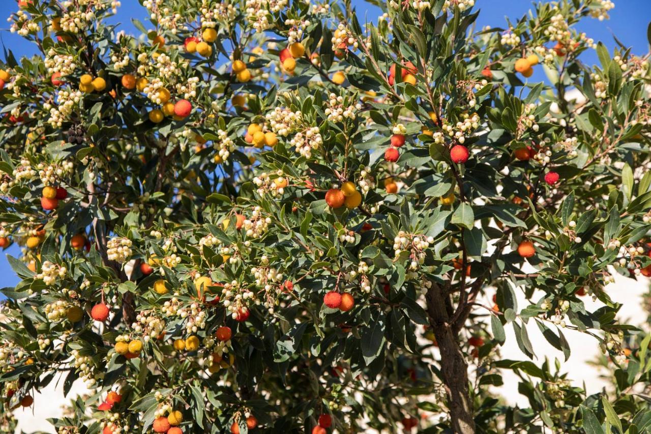 Masseria Lilei Lizzanello المظهر الخارجي الصورة